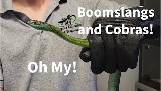 Boomslangs and Cobras Oh My [upl. by Segalman]