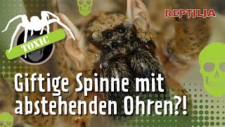 Was Dir keiner über die NosferatuSpinne erzählt [upl. by Nyladnohr]