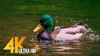 Geese and Ducks on Water Short 4K Film  Nisqually National Wildlife Refuge Washington [upl. by Kotick]