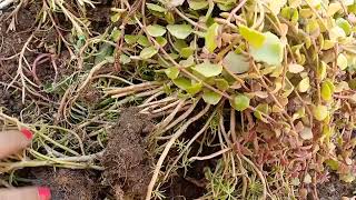 November mahine ka plant update ll November garden work ll [upl. by Veronica]