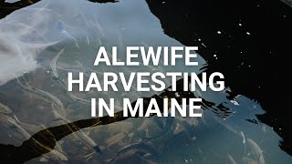 River Herring Harvesting in Maine [upl. by Iago]