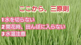 孝太郎farmオヨヨ‼️予定通り出穂しました。 [upl. by Lansing]