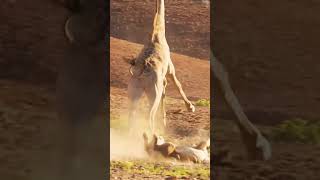 Lion escape zebraytshorts animals wildwildlife [upl. by Abbotsen]