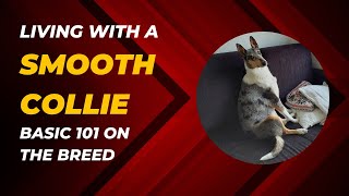 Life with a smooth collie Basic 101 on the breed [upl. by Puduns]