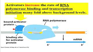 Cell amp Molecular Biology Activators Repressors Ch8 PartAs1 [upl. by Ahnavas291]