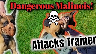 BELGIAN MALINOIS ATTACKS DOG TRAINER OUT OF CONTROL [upl. by Anniala]