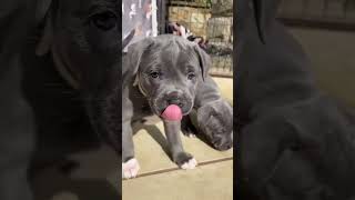 Our Available English Blue staffies [upl. by Milena]