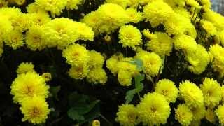 Chrysantheme  Sorten und Pflege  Chrysanthemum [upl. by Anyala]