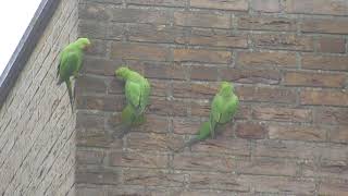 Vroege Vogels  Halsbandparkieten tegen de muur [upl. by Ojeillib]