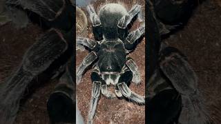 Spiders can REGENERATE Since when 😱🤯 [upl. by Arretak]