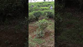 Tea leaf Harvest tealeaves ecotourismteatourismteatours [upl. by Bailar779]