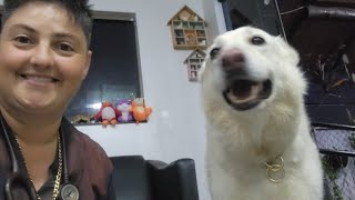 CINOMOSE CANINA Thalita Portugal Veterinária está ao vivo [upl. by Burnsed]