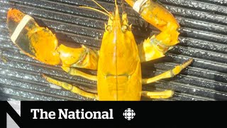 TheMoment Nova Scotia fishers found a rare yellow lobster [upl. by Leuas]