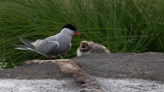 Oisillons Sternes Pierregarin en alimentation  Common Tern chick feeding [upl. by Audun]