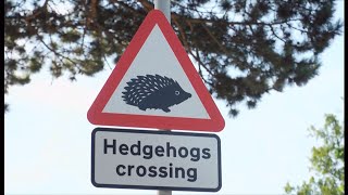 Safety first Designated road signs to protect London hedgehogs UK 15Aug2024 [upl. by Ainocal]