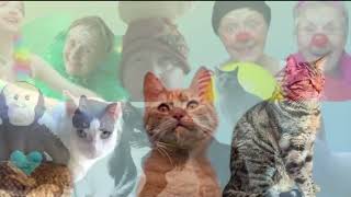 SINT EN POEZEN NIEUWS Sint sinterklaas pieten kinderen clown clowns katten dieren journaal [upl. by Chane]