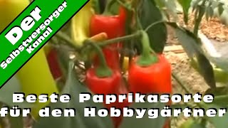 Beste Paprikasorte für den Hobbygärtner [upl. by Laurentia]