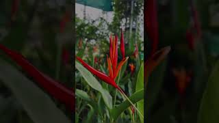 Heliconia psittacorum PlantElegance instagood hugaplant [upl. by Ellmyer]