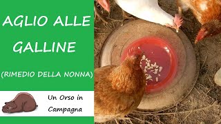 Aglio alle galline I rimedi della nonna [upl. by Mihsah]