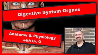 Digestive System Organs Anatomy and Physiology [upl. by Stultz]