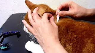 How to administer a SpotOn Flea Treatment to your cat [upl. by Ehcrop]