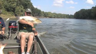 Asian Carp Jumping Frenzy [upl. by Arihday950]