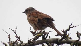 PĹ‚ochacz pokrzywnica pokrzywnica Prunella modularis  dunnock [upl. by Gay]