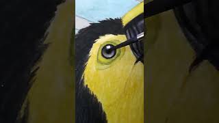 Yellowthroated Toucan Watercolor Painting [upl. by Garek296]