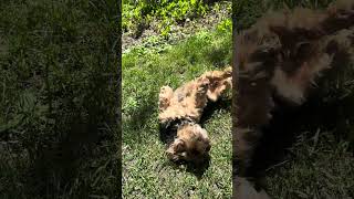 Dog rolling in the grass… puppy cute nature [upl. by Verne924]