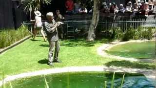 Feeding the Saltwater Crocodile at Australian Reptile Park [upl. by Krishna]