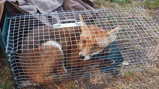 Capture de mon ami le renard mangeur de poules capture of my friend the chickeneating fox [upl. by Edelstein913]