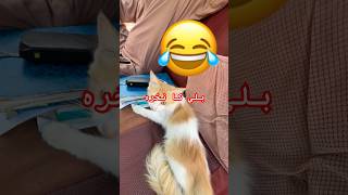 Saudi cat 🐈 punjabi music punjabisong cat [upl. by Innattirb]