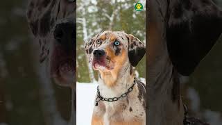 Catahoula Leopard Dog  OLDEST American Dog Breed 37100 Pawsomedogs [upl. by Ingold]