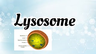 Lysosome structure amp function [upl. by Richy]