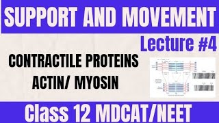 ACTIN AND MYOSIN TROPONINTROPOMYOSIN LECTURE 4  CLASS 12 MDCAT [upl. by Berna538]