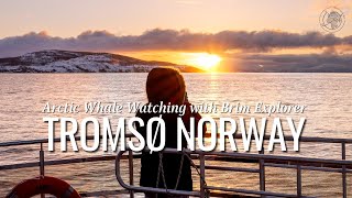 Experience the Magic of Whale Watching in Tromso Norway with Brim Explorer [upl. by Aytak168]