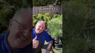 Conifers gardening conifers conifer conifersociety plants allyearroundplants [upl. by Ailemor]