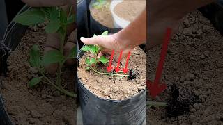 টমেটো চারা রোপণ করার সঠিক নিয়ম  Planting tomato plants sideways tomato টমেটো [upl. by Ajile]