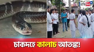 Residents of Chakdah afraid of snakes in locality  Sangbad Pratidin [upl. by Christin]