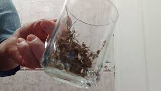 Kekik Çayı kekik çay sağlık sağlıklıyaşam doğalyaşam tea nature health video [upl. by Ingaberg]