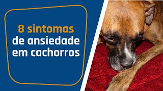 8 sintomas de ANSIEDADE em cães  Entenda se o seu cachorro tem ou não tem ansiedade [upl. by Philbrook]