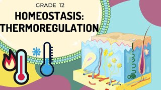 HOMEOSTASIS  Thermoregulation  Easy to Understand [upl. by Elitnahc]