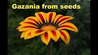 Gazania  How to grow Gazania from seed [upl. by Ramah494]