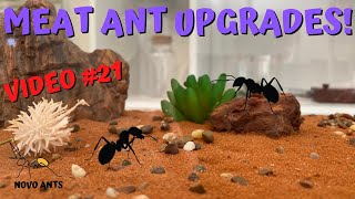 Meat Ant Upgrades  Queen Opal  Iridomyrmex purpureus  Ant Keeping ants [upl. by Jesus]