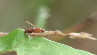 Fliege bei Morgengymnastik Drosophila fly workout [upl. by Merete]