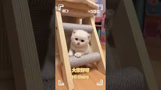 貓貓學會乖乖坐好啦Kitten is learning to sit quietlycat 貓 cuteanimal pets kitten shorts [upl. by Crosley]