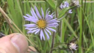 MyNature Apps Identifying New England Aster Symphyotrichum novaeangliae [upl. by Niwrehs]