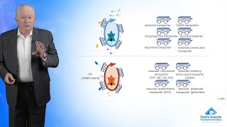 How Neurotransmitters Are Transported Psychotropic Transporters [upl. by Jaal]