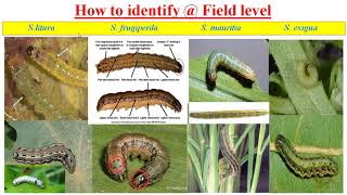 How to identify the Spodoptera species  Field level [upl. by Anairb]