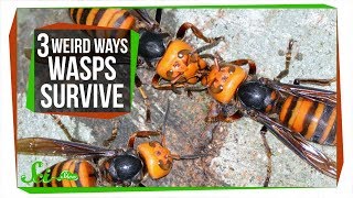 3 Wasps That Will Do Anything to Survive [upl. by Tadeas]